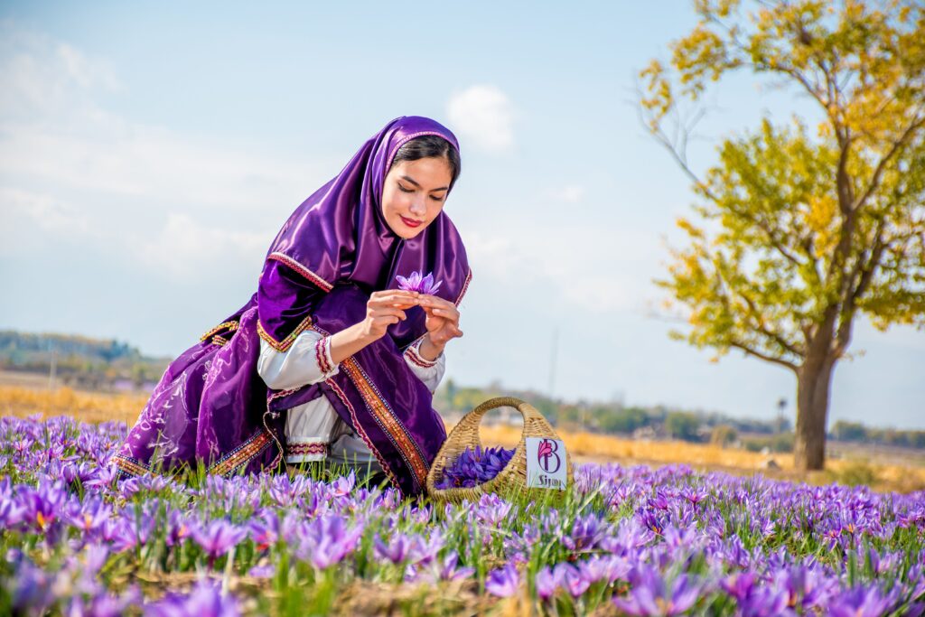 cánh đồng saffron iran