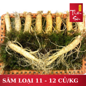 Sâm tươi Hàn Quốc loại 11 củ/kg