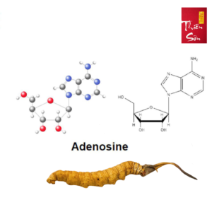 Adenosine trong đông trùng hạ thảo