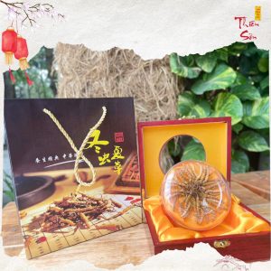 Đông trùng hạ thảo Tây Tạng