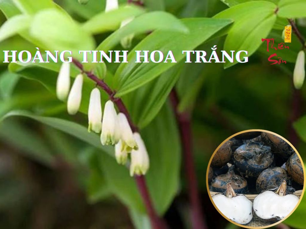 Hoàng Tinh Trắng