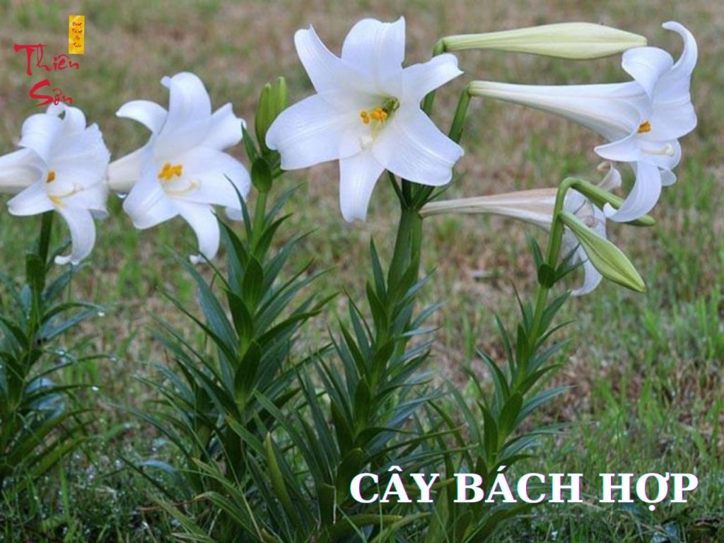 Cây bách hợp - thảo dược việt nam