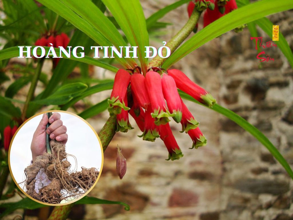 Hoàng Tinh Đỏ - Công dụng đcủa cây Hoàng Tinh Đỏ