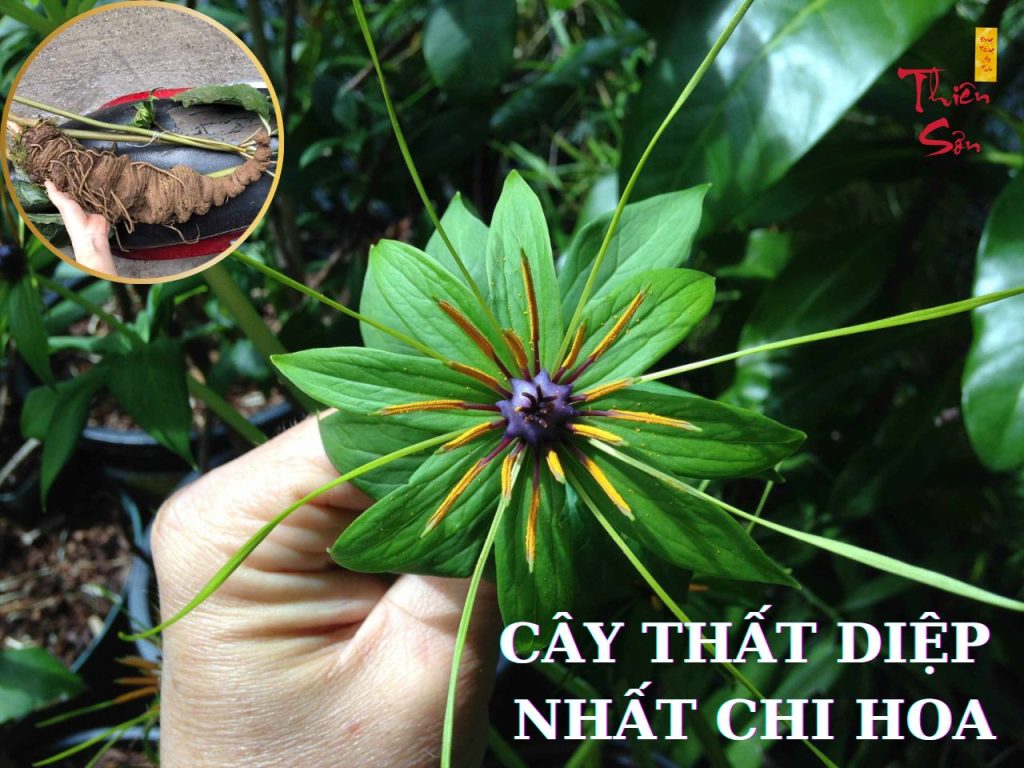 thất diệp nhất chi hoa