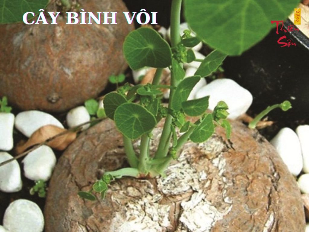 củ bình vôi