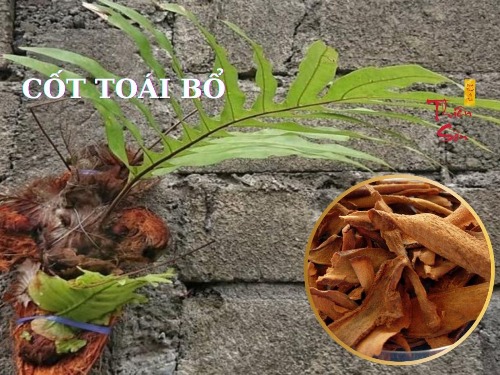 cốt toái bổ