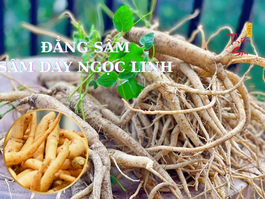 cây Đẳng Sâm hay Cây Sâm dây Ngọc Linh