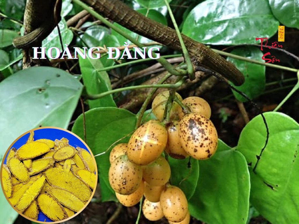 cây hoằng đằng