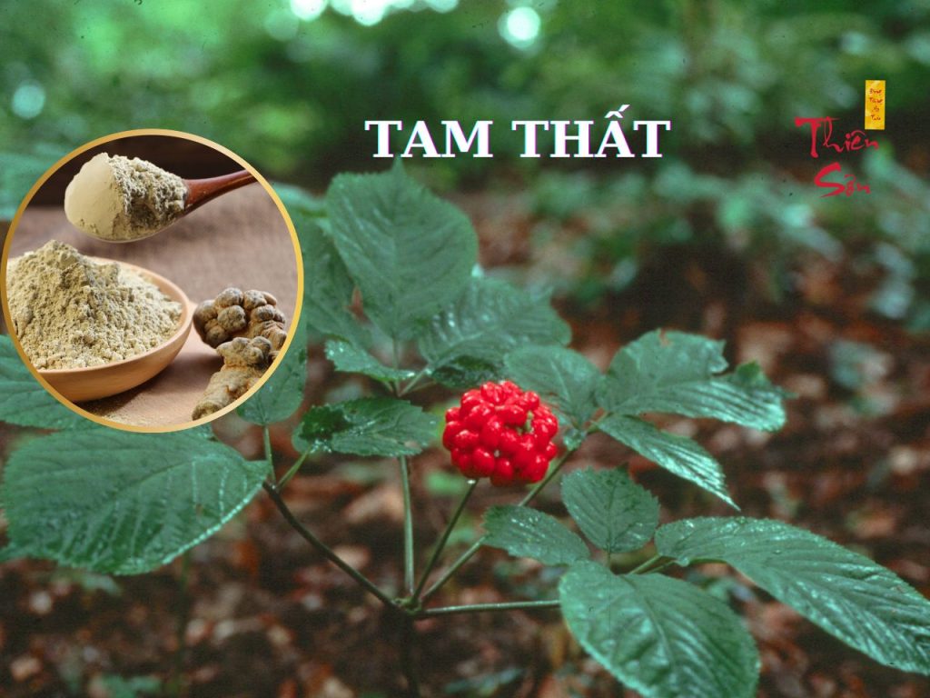 tam thất co tac dung gi
