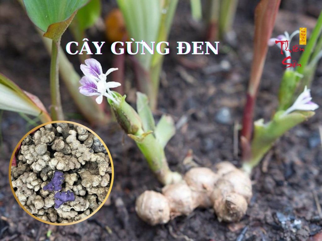 Gừng đen có tốt không