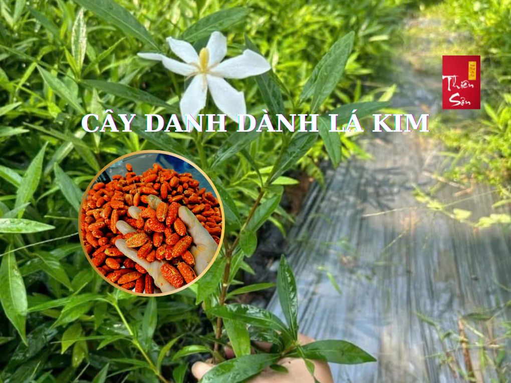 Cây dành dành lá kim